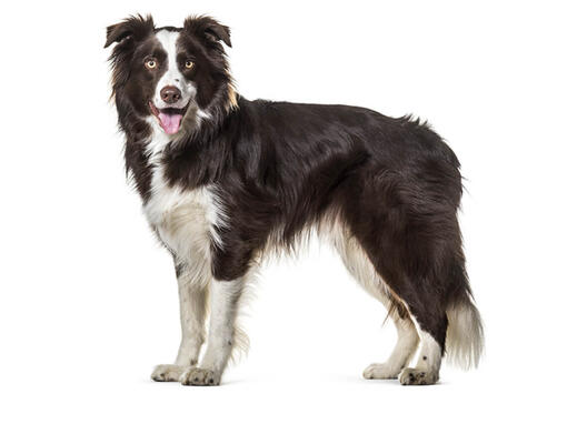 Border Collie Dog Breed Information Purina